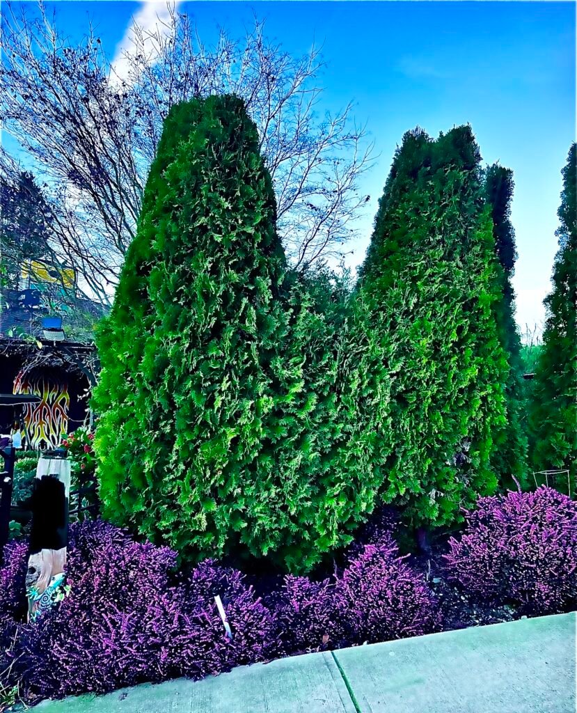 Close up of a Cat face topiary inspired by the Cheshire Cat
