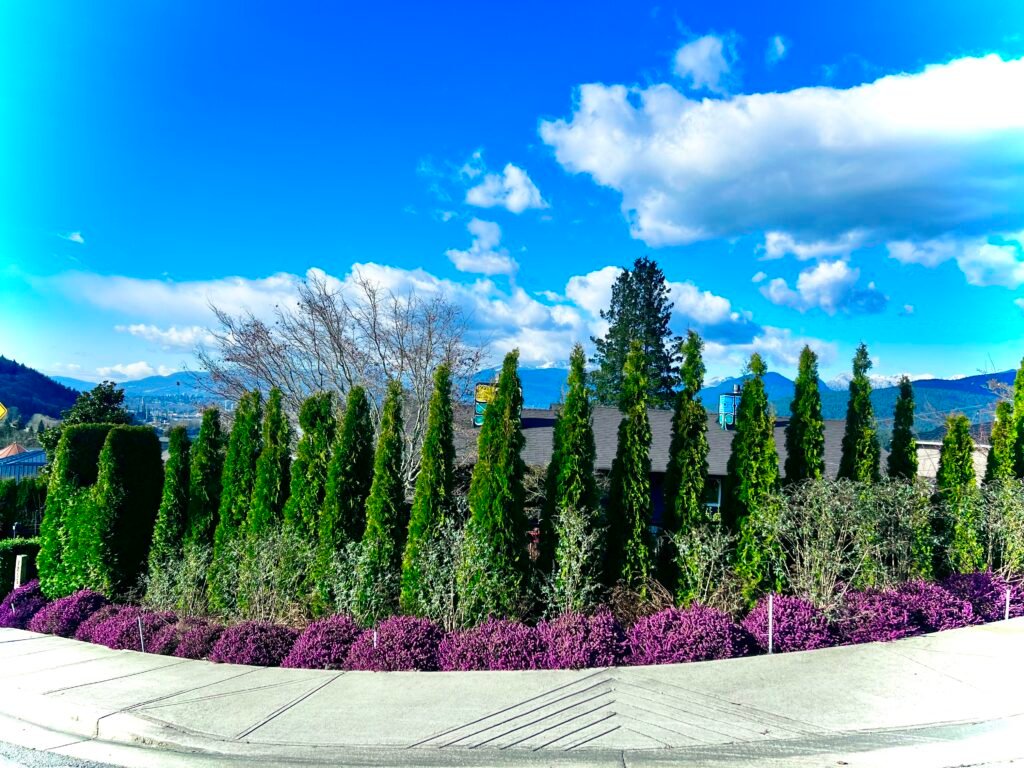 A 50-foot long topiary made of 18 cedar hedges shaped like a caterpillar with a feline head, which is made of 3 cedar hedges