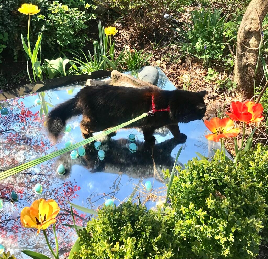 HOME Black cat walking on a mirror pond in spring