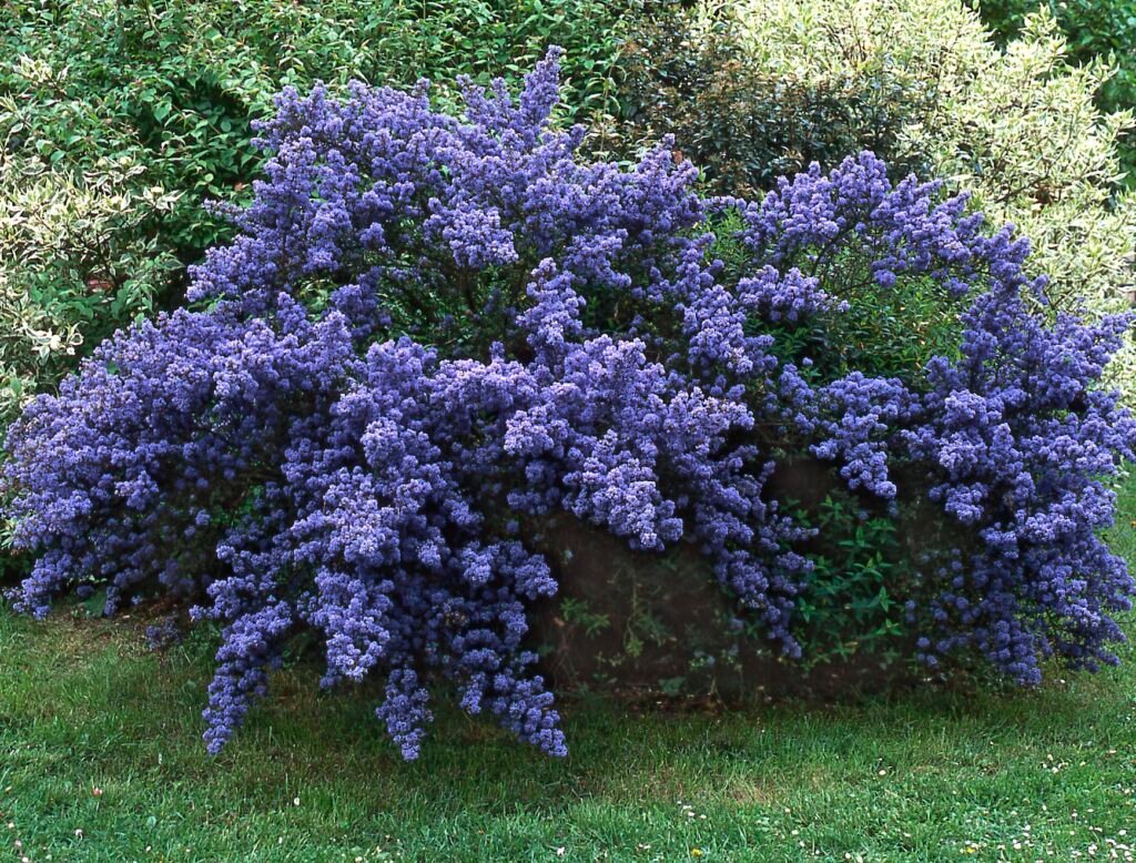 Macro sot of a dense, indigo-blue CAlifornia lilac shrub in full bloom
