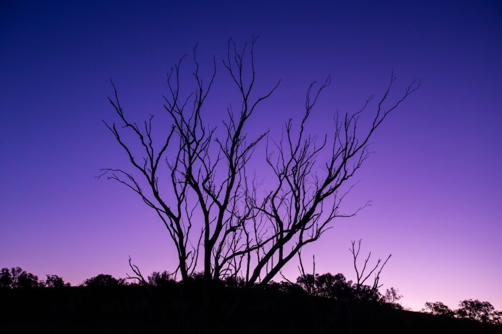 Skelatal silhouette of a dead multi-branch shrub against a purple and violet sunset sky